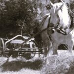 Faneuse tractée par un cheval de trait, meneur à pied