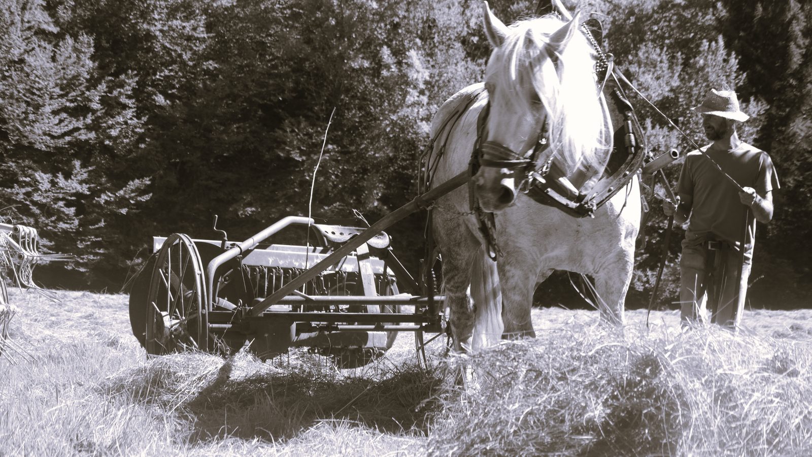 Faneuse tractée par un cheval de trait, meneur à pied
